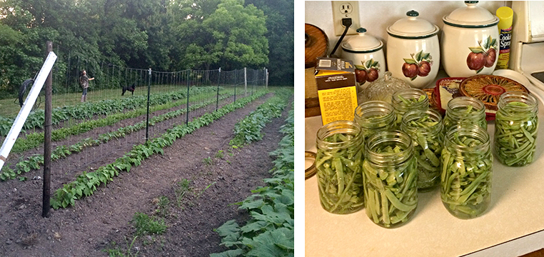 heirloom green beans