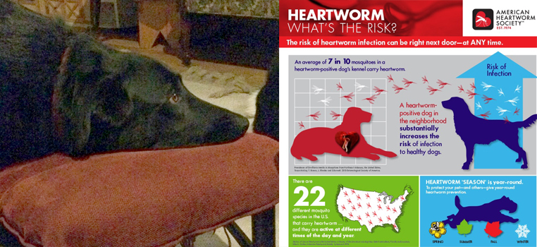 Heartworm treatment